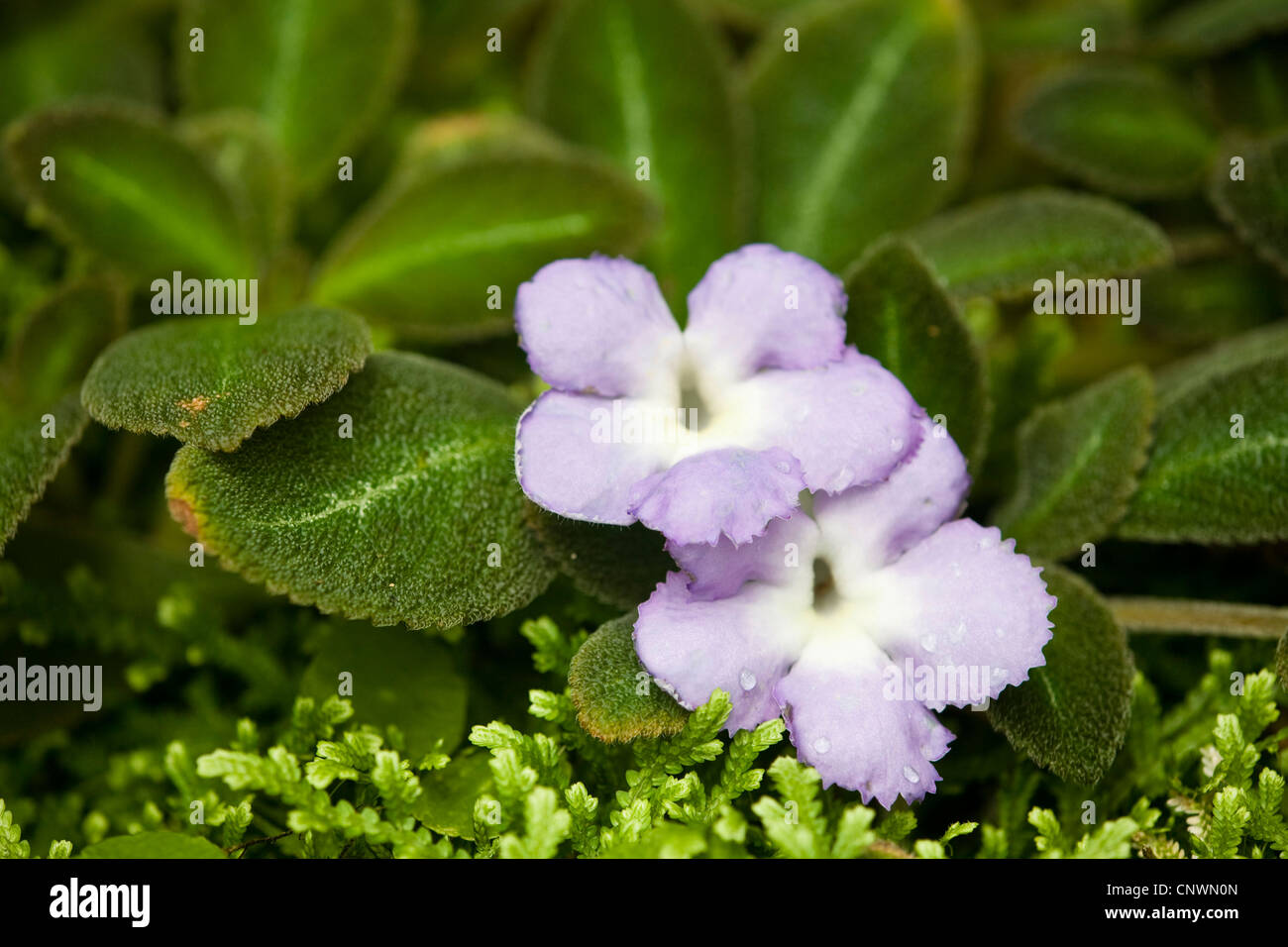 Flame Violet  (Episcia lilacina), blooming Stock Photo