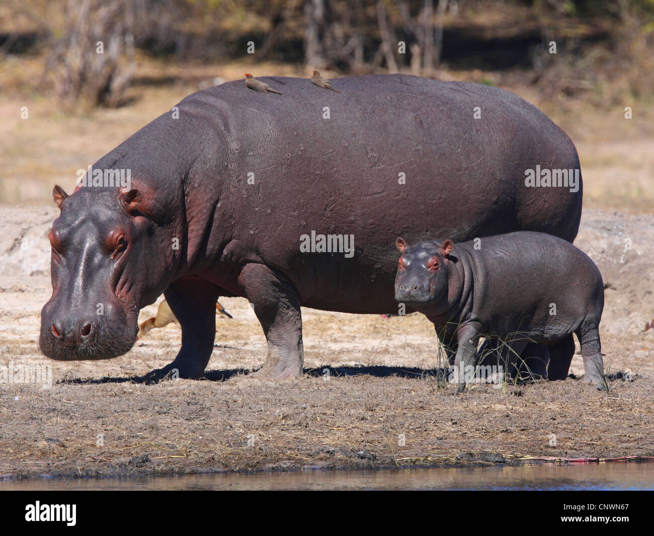 hippopotamus, hippo, Common hippopotamus (Hippopotamus amphibius), mother with juvenile, Botswana, Chobe National Park Stock Photo