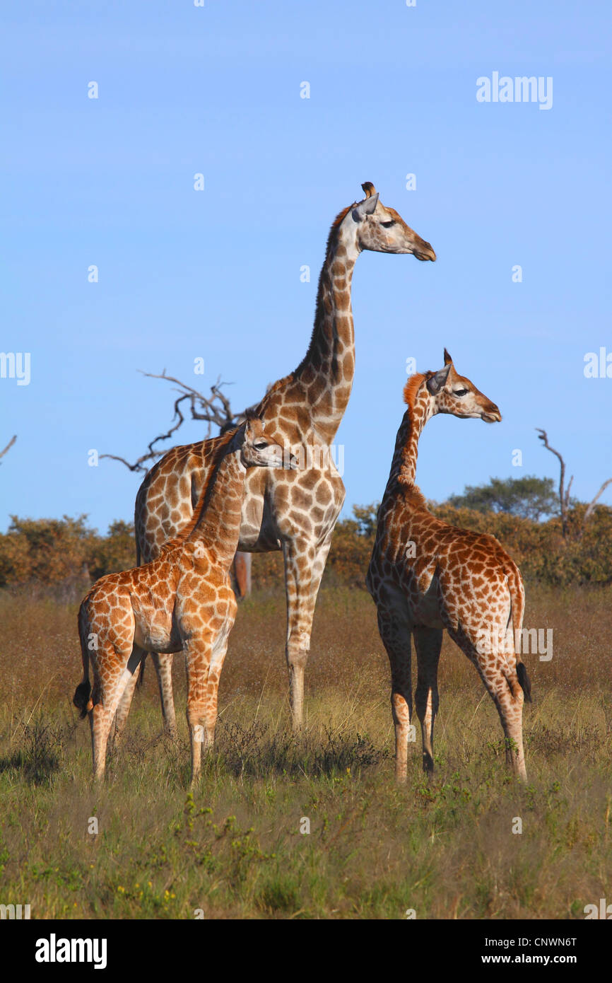giraffe (Giraffa camelopardalis), mother with two calves at the savanna, Botswana, Chobe National Park, Savuti Stock Photo