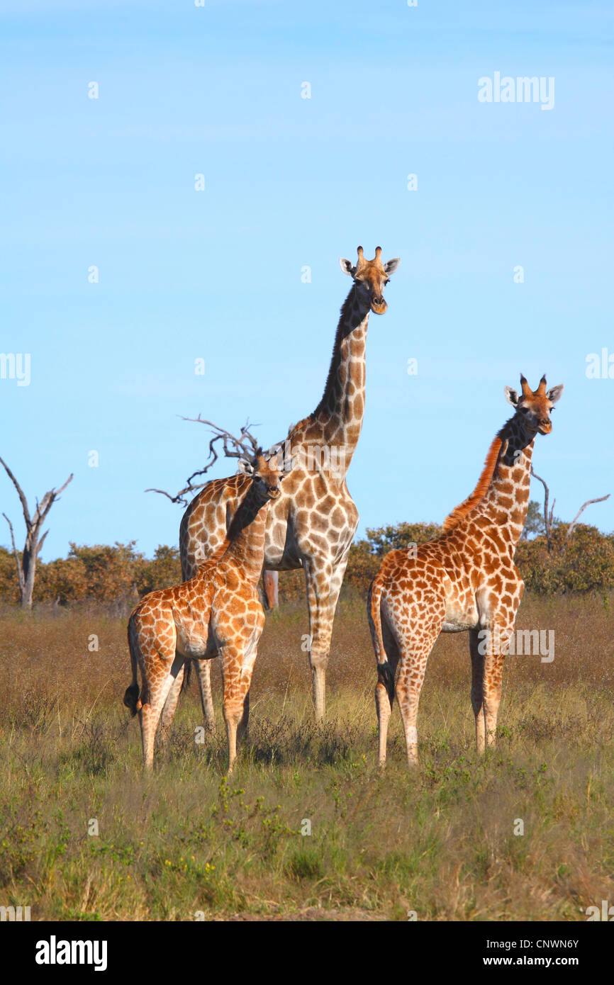 giraffe (Giraffa camelopardalis), mother with two calves at the savanna, Botswana, Chobe National Park, Savuti Stock Photo
