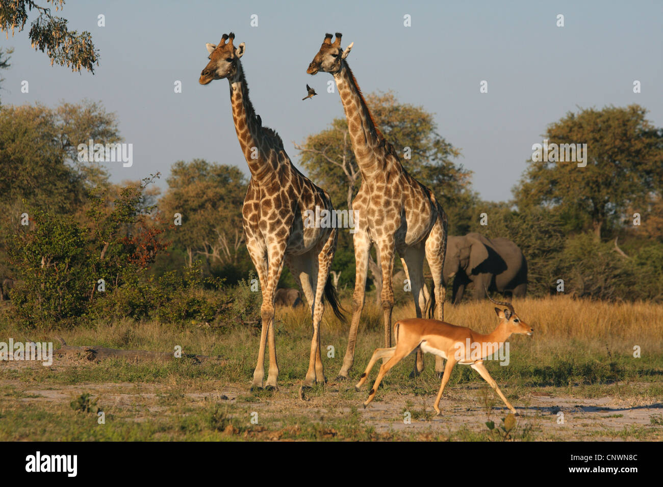 giraffe (Giraffa camelopardalis), two adults, surrounded by other animals, Botswana, Chobe National Park, Savuti Stock Photo