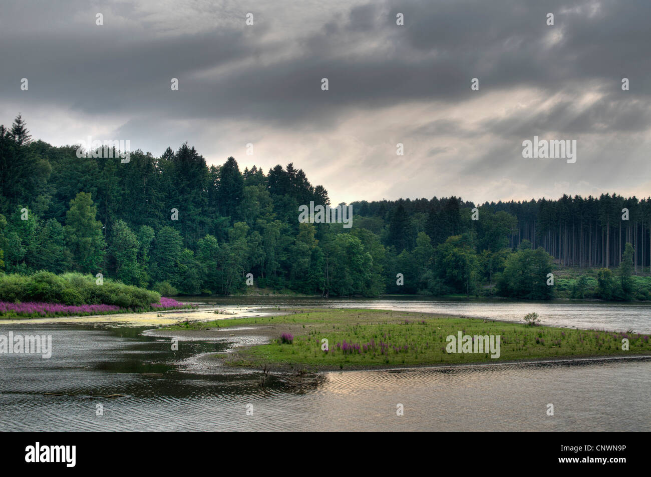 succession at a lake at midsummer low water, Germany, North Rhine-Westphalia, Moehnesee Stock Photo