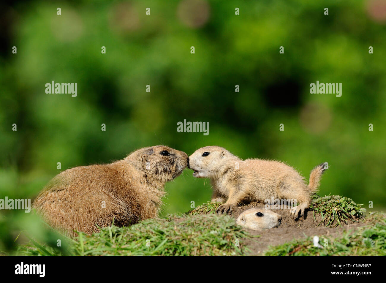 black-tailed prairie dog, Plains prairie dog (Cynomys ludovicianus), three animals in grass landscape, one looking out of the den two sticking their noses together Stock Photo