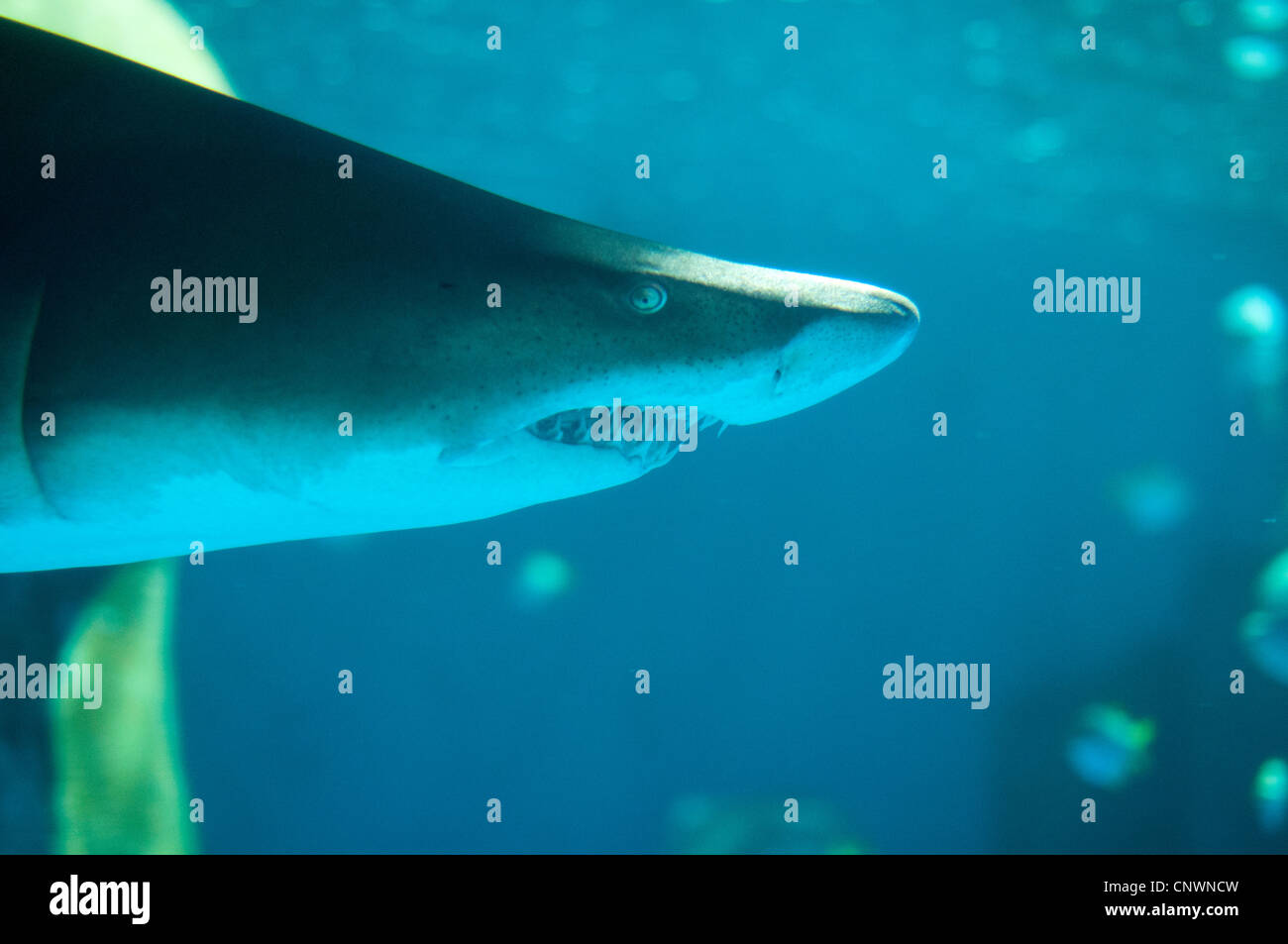 Sand tiger shark in an aquarium Stock Photo Alamy