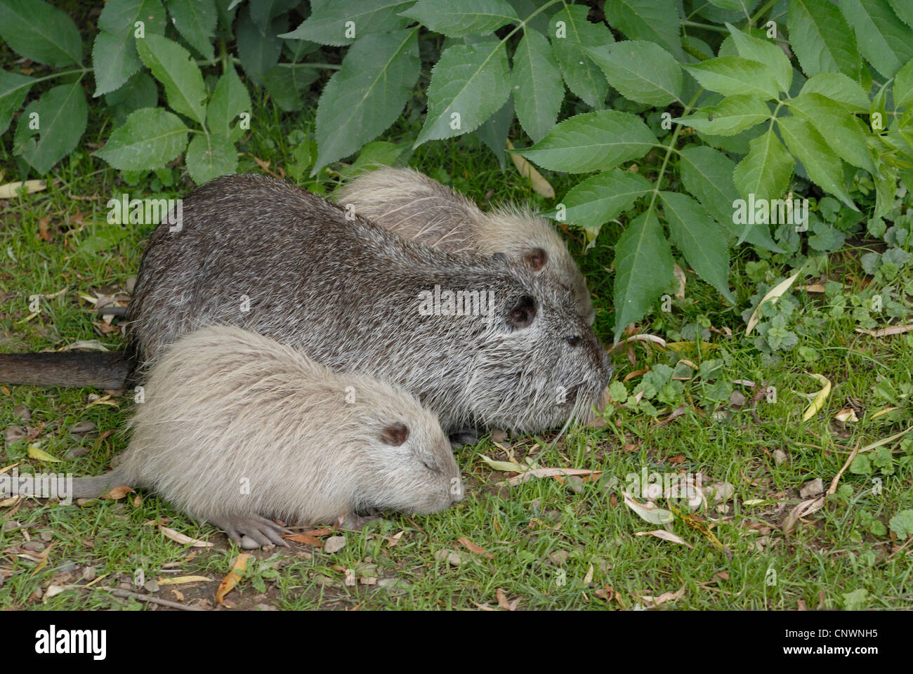 coypu, nutria (Myocastor coypus), mother with two juveniles grazing Stock Photo