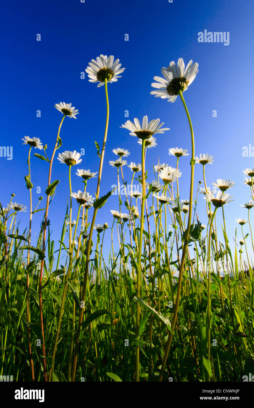 oxeye daisy (Chrysanthemum leucanthemum, Leucanthemum vulgare