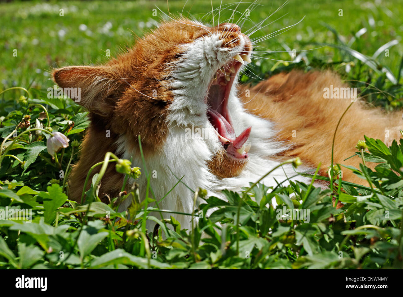 Ginger and white cat laying in green grass yawning Stock Photo