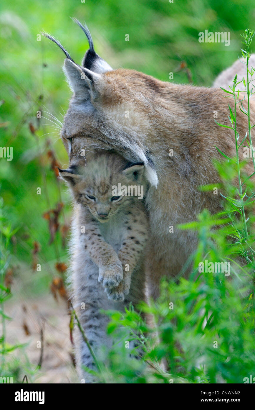 Eurasian lynx (Lynx lynx), mother carrying a juvenile in the mouth Stock  Photo - Alamy