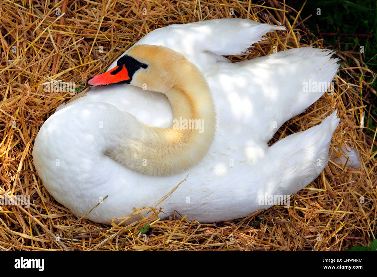 mute swan (Cygnus olor), breeding, Switzerland Stock Photo Alamy