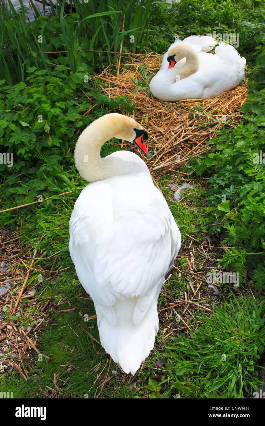 mute swan (Cygnus olor), breeding couple at the nest, Switzerland Stock