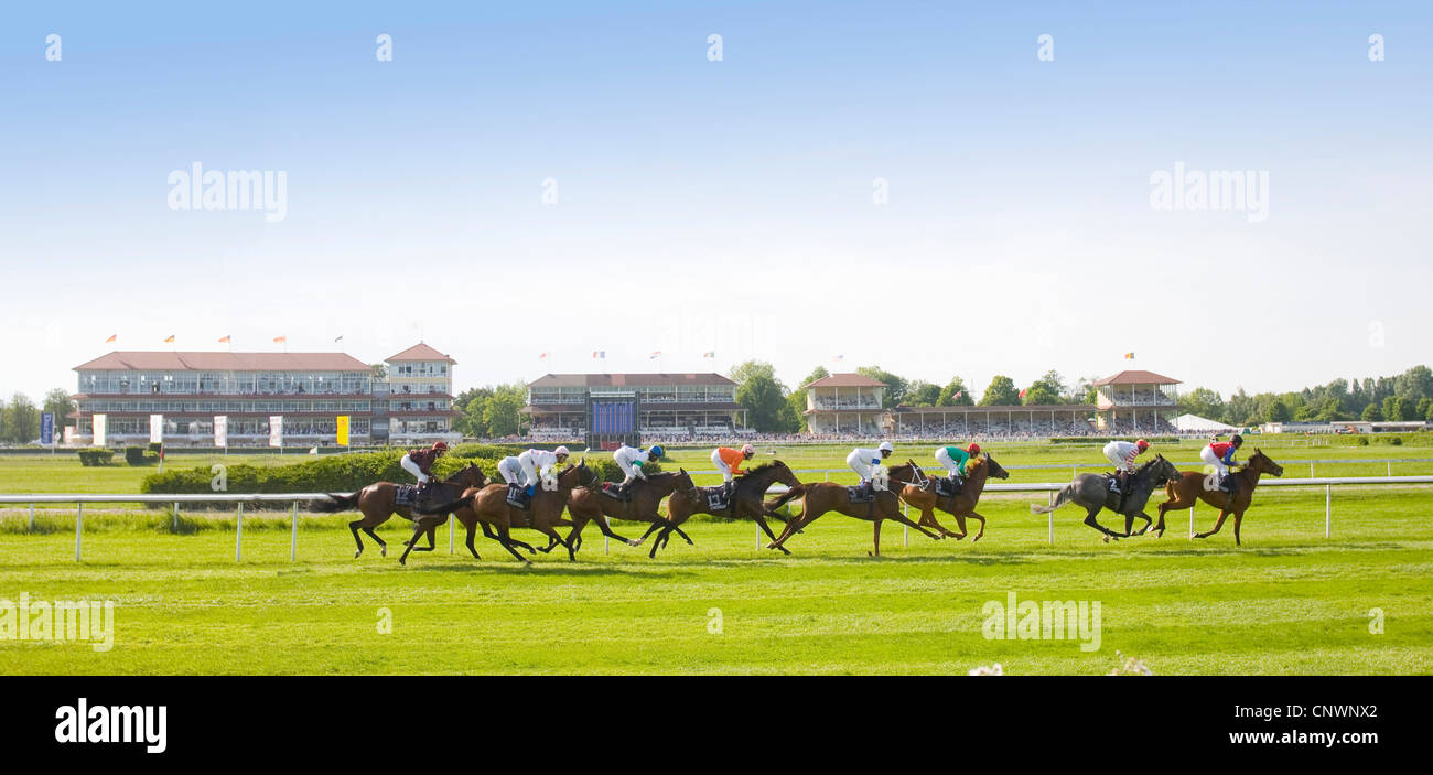 domestic horse (Equus przewalskii f. caballus), horse race Stock Photo