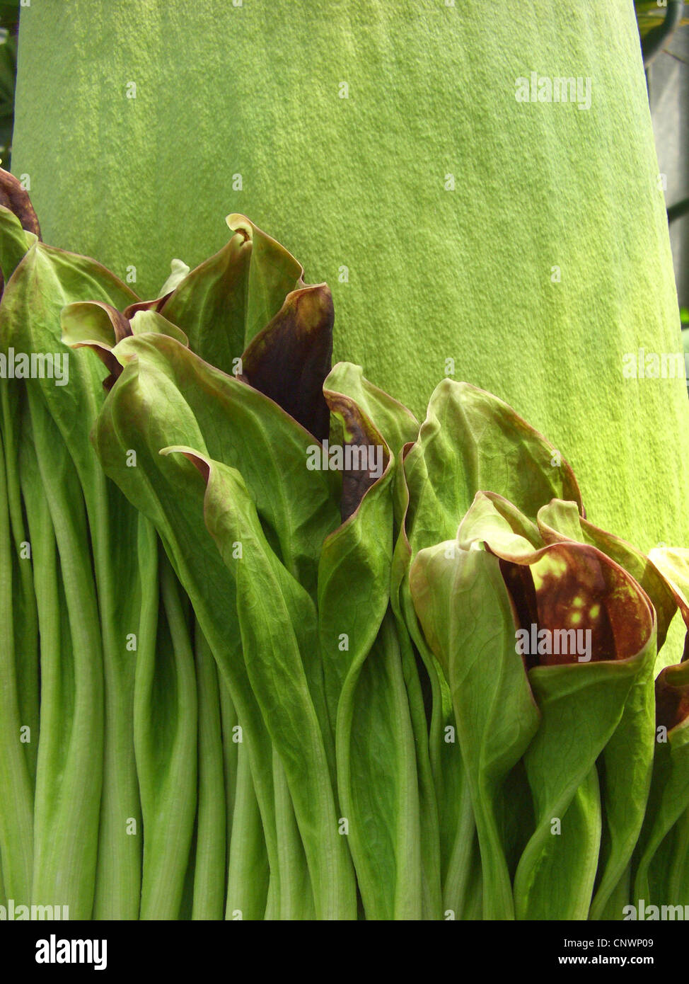 Titan Arum (Amorphophallus titanum), inflorescence, detail Stock Photo
