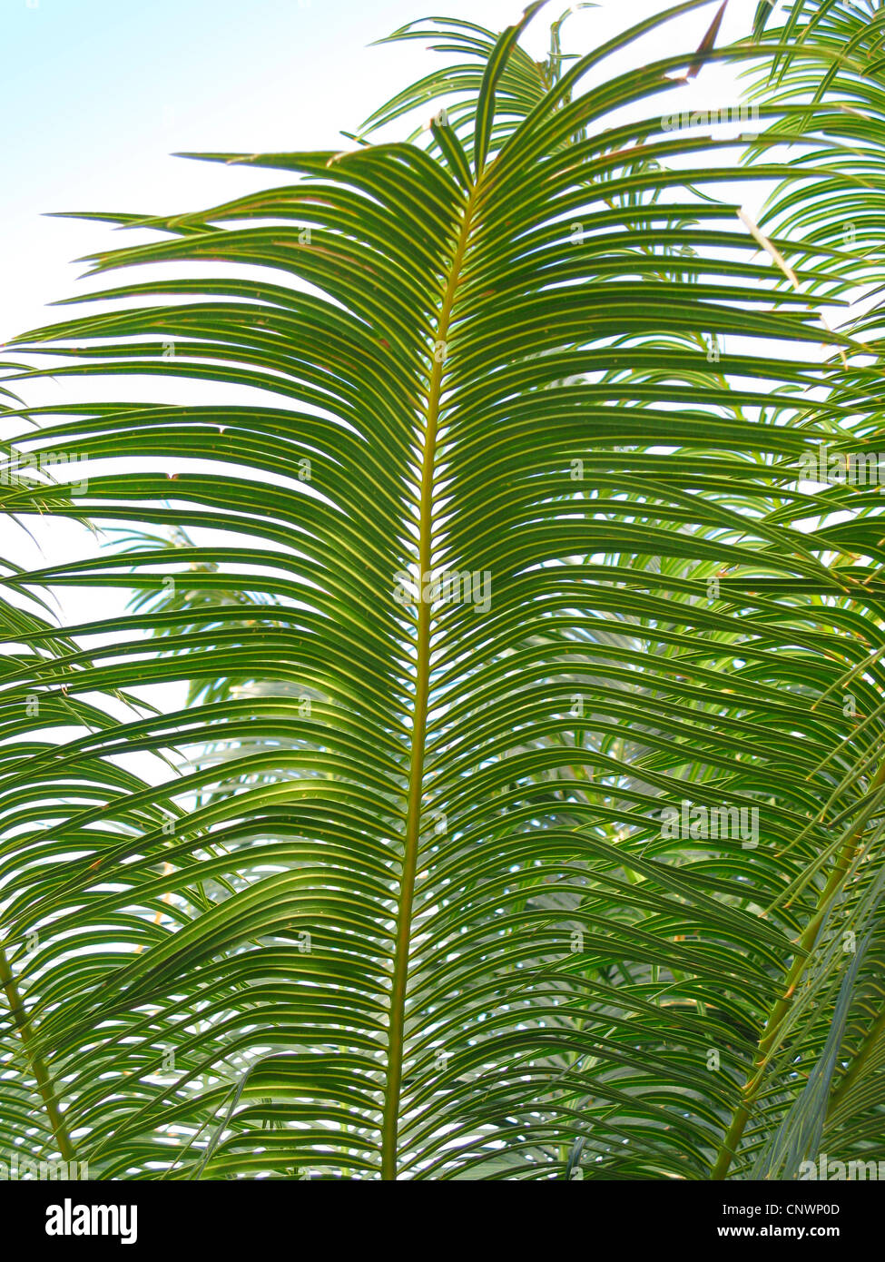 fern palm (Cycas circinalis), leaf Stock Photo