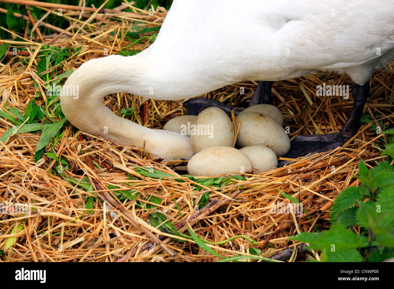 mute swan (Cygnus olor), turning eggs in the nest made of straw while