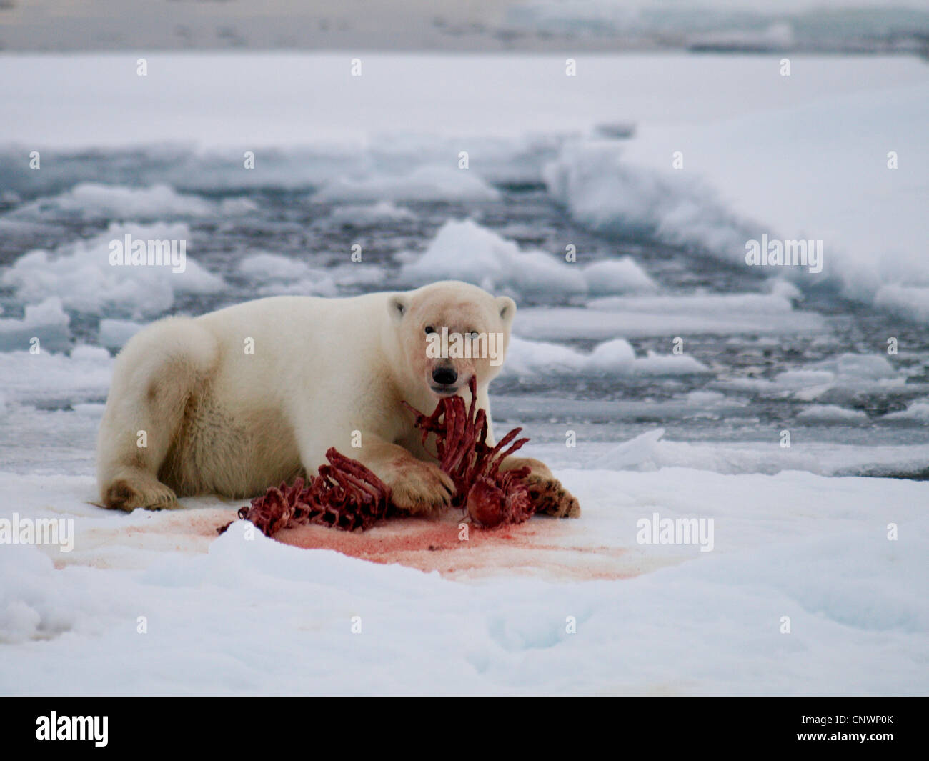 polar bear (Ursus maritimus), lying in front of the remains of an eaten seal, Norway, Svalbard Stock Photo