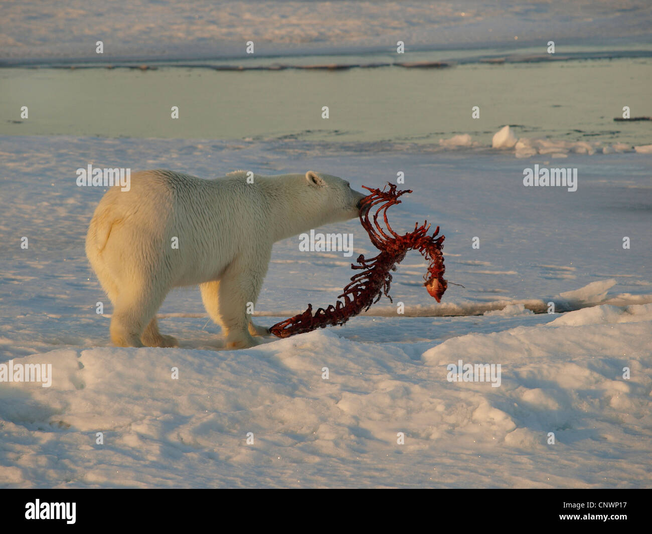 polar bear (Ursus maritimus), with the skeleton of a seal in the mouth, Norway, Svalbard Stock Photo