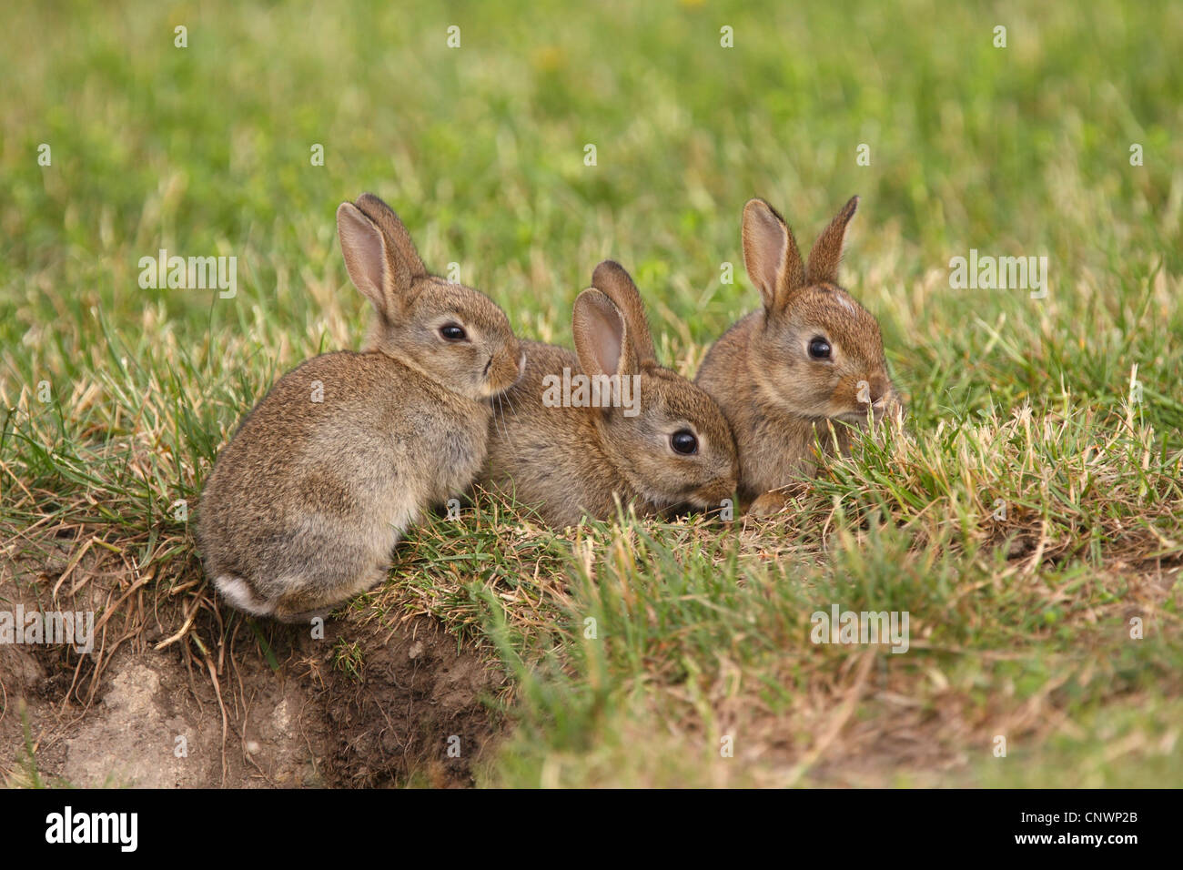 European rabbit (Oryctolagus cuniculus), young rabbits at den, Austria ...