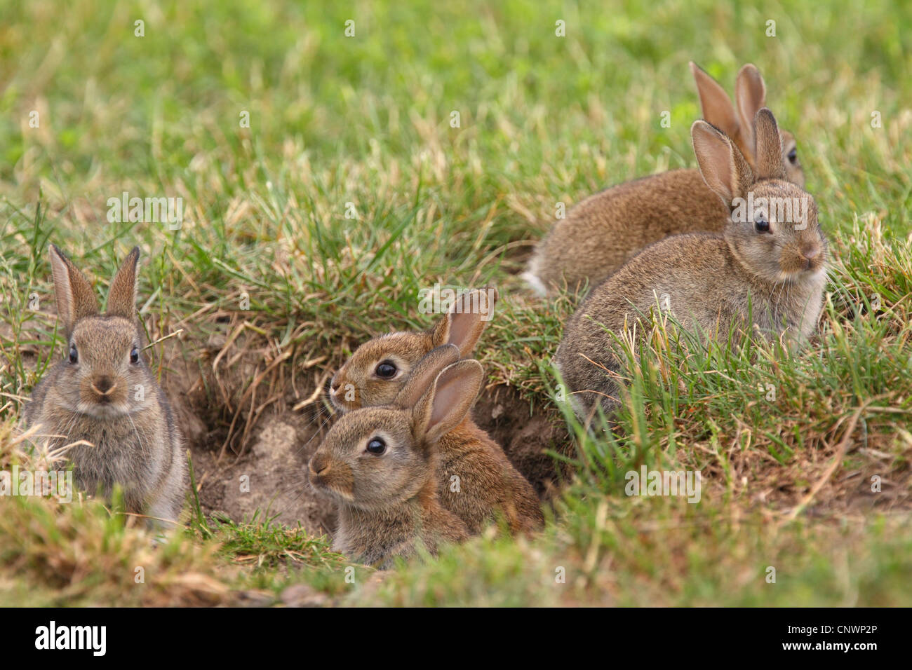 European rabbit (Oryctolagus cuniculus), young rabbits at den, Austria, Burgenland Stock Photo