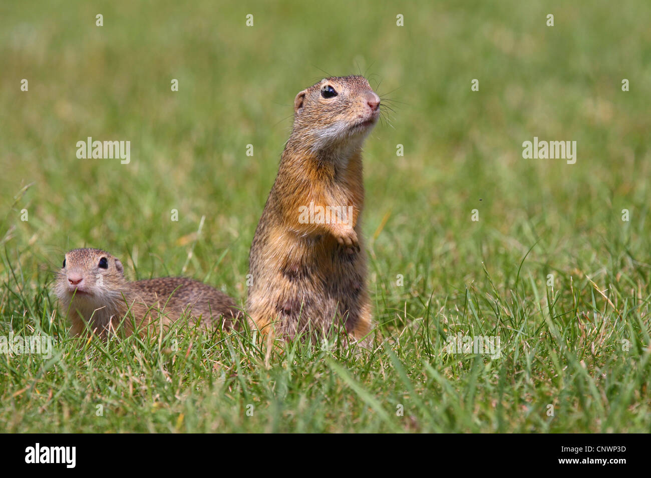 European ground squirrel, European suslik, European souslik (Citellus ...