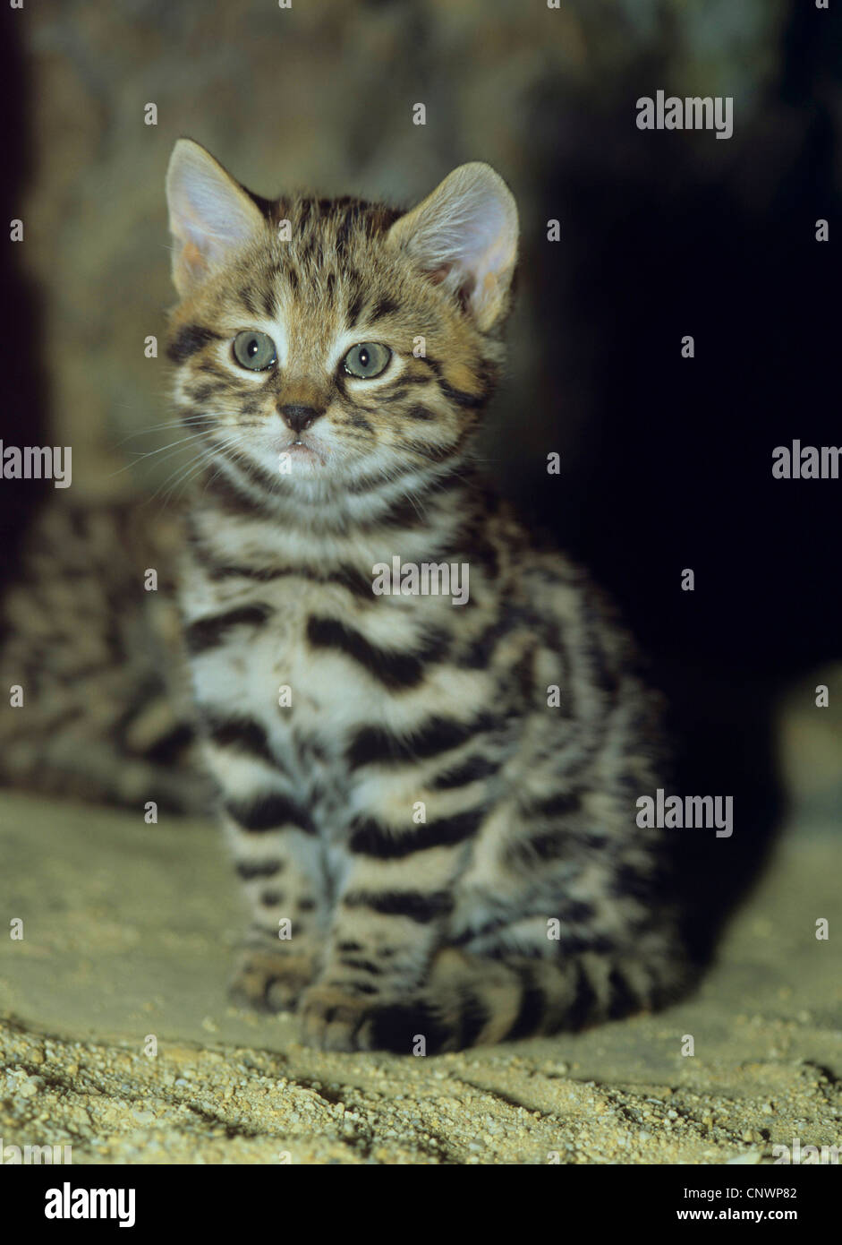 African black-footed cat (Felis nigripes), young Black-footed cat, Africa Stock Photo