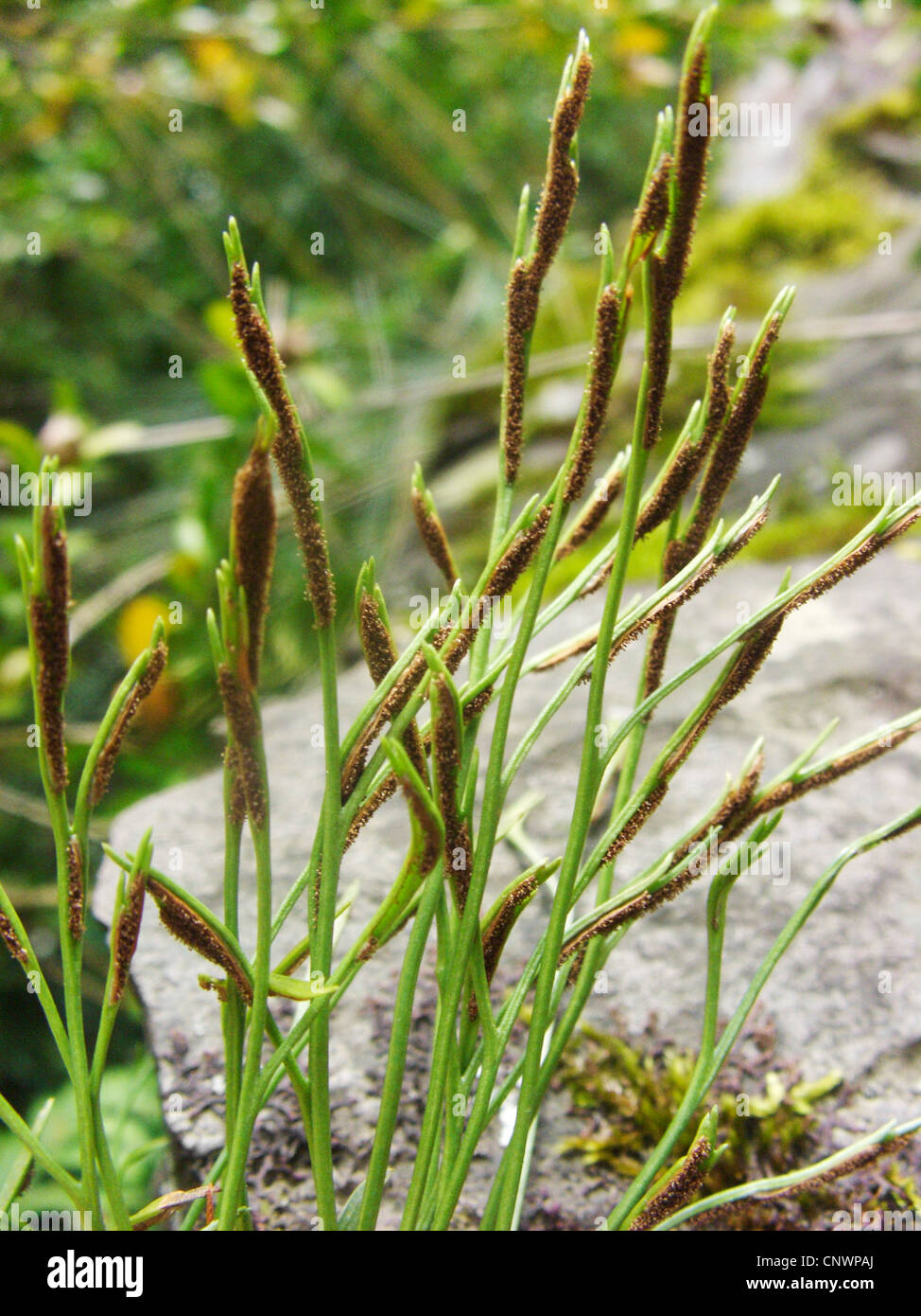 northern spleenwort, forked spleenwort (Asplenium septentrionale), on leaves, undersides of leaves, Germany, Rhineland-Palatinate Stock Photo