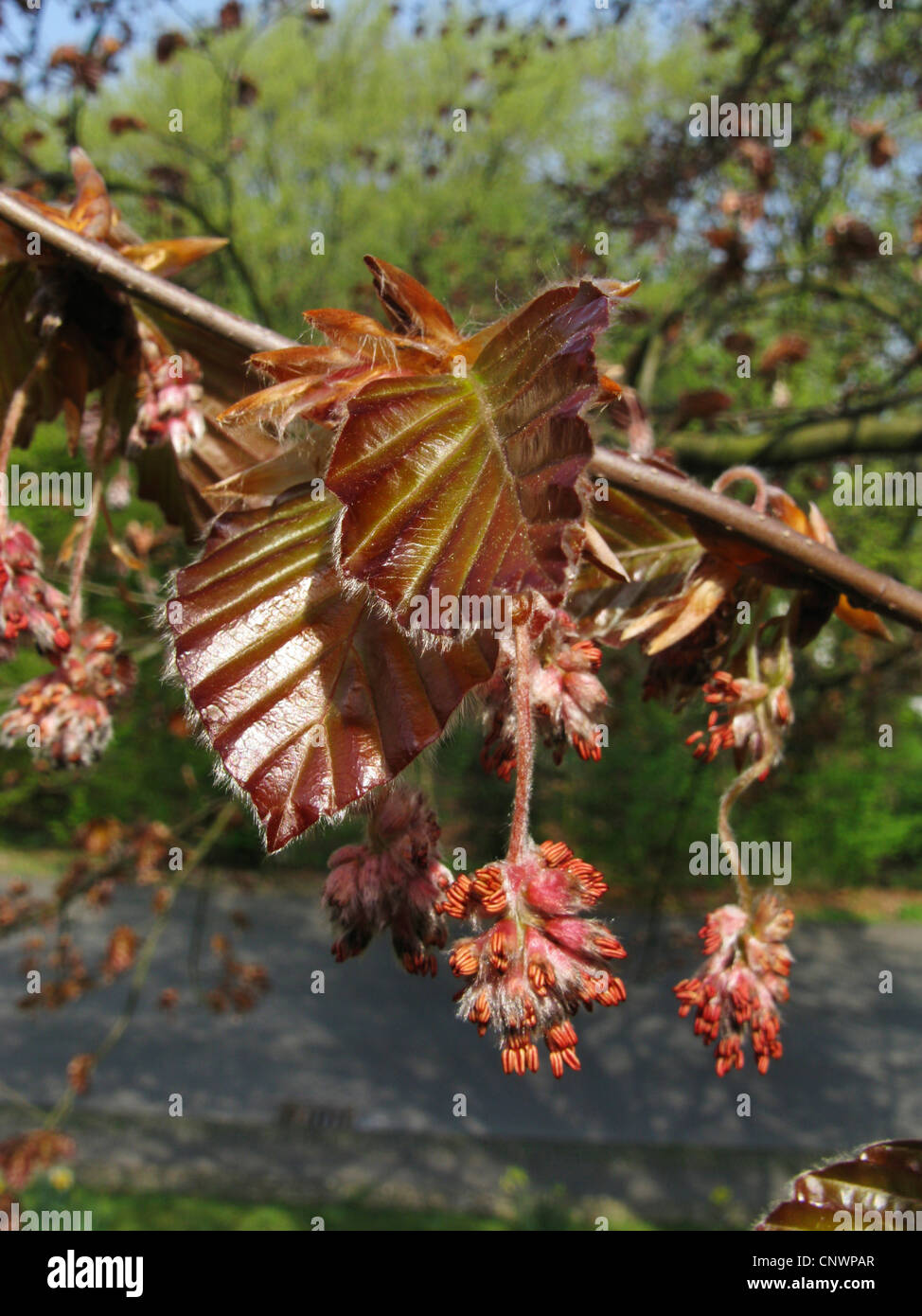 copper beech (Fagus sylvatica var. purpurea, Fagus sylvatica 'Atropunicea', Fagus sylvatica Atropunicea), male inflorescences, Germany Stock Photo