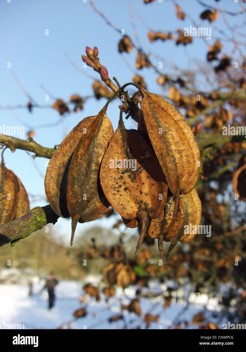 Carolina Silverbell (Halesia carolina), fruits in winter Stock Photo