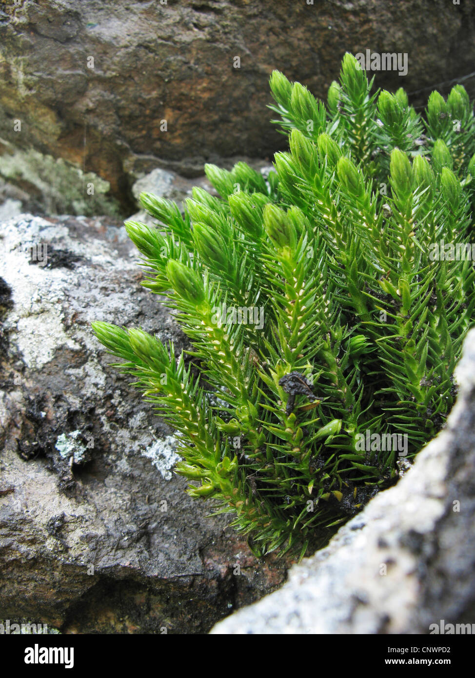 fir clubmoss, mountain clubmoss, fir-clubmoss (Huperzia selago, Lycopodium selago), growing i a rock crevice, Germany, Baden-Wuerttemberg Stock Photo