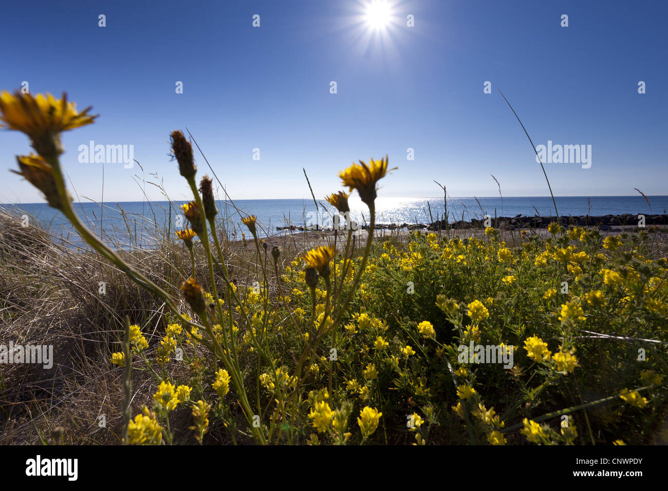 Sickle alfalfa, Sickle medick, Yellow lucerne, Yellow-flowered alfalfa