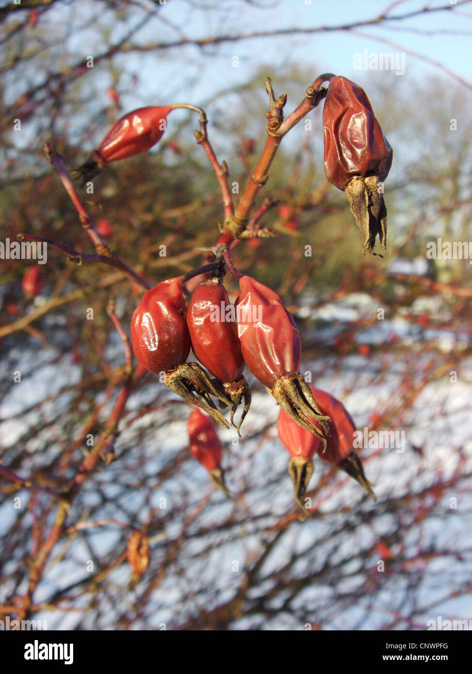 small-flower sweetbrier (Rosa micrantha), fruits in Winter Stock Photo