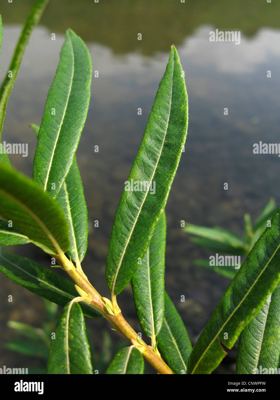 Salix x rubra (Salix x rubra, Salix purpurea x viminalis), leaves, Germany, Rhineland-Palatinate Stock Photo