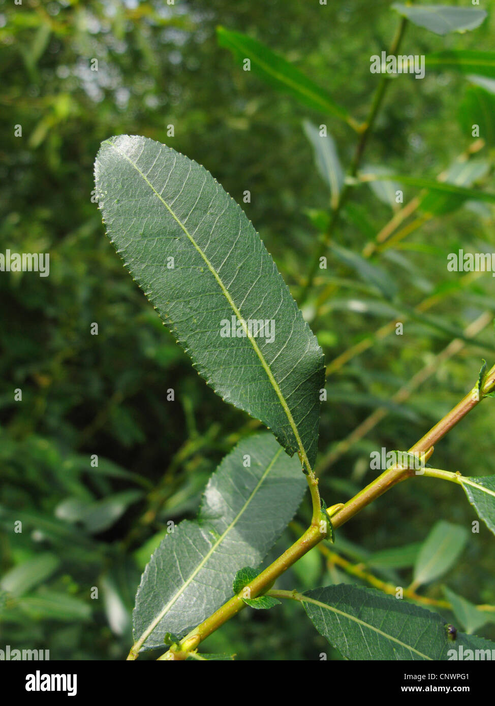 almond willow (Salix triandra ssp. triandra), leaf Stock Photo