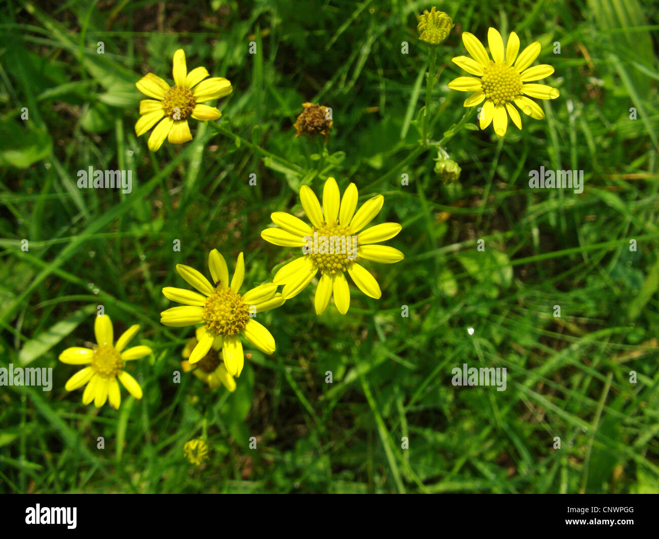 Senecio erraticus (Senecio erraticus), blooming, Germany, North Rhine-Westphalia Stock Photo