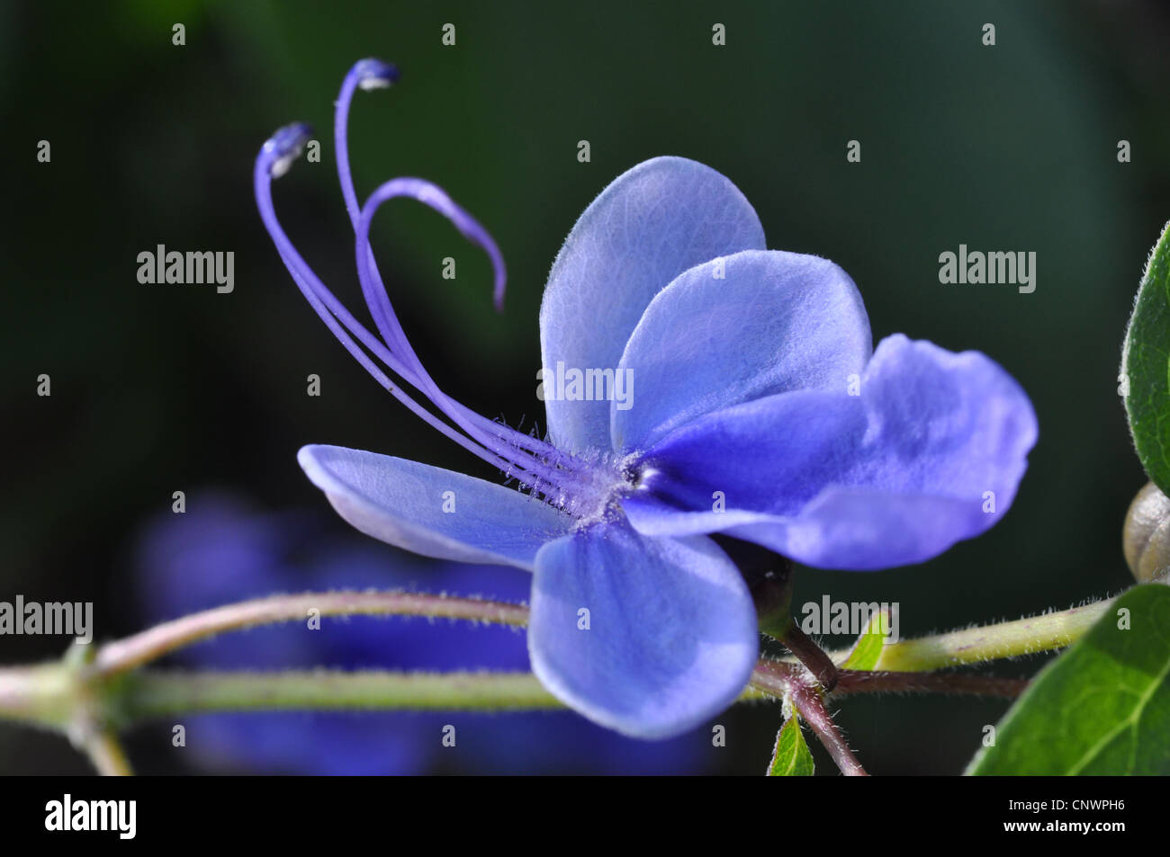 blue butterfly bush (Clerodendrum ugandense), flower Stock Photo
