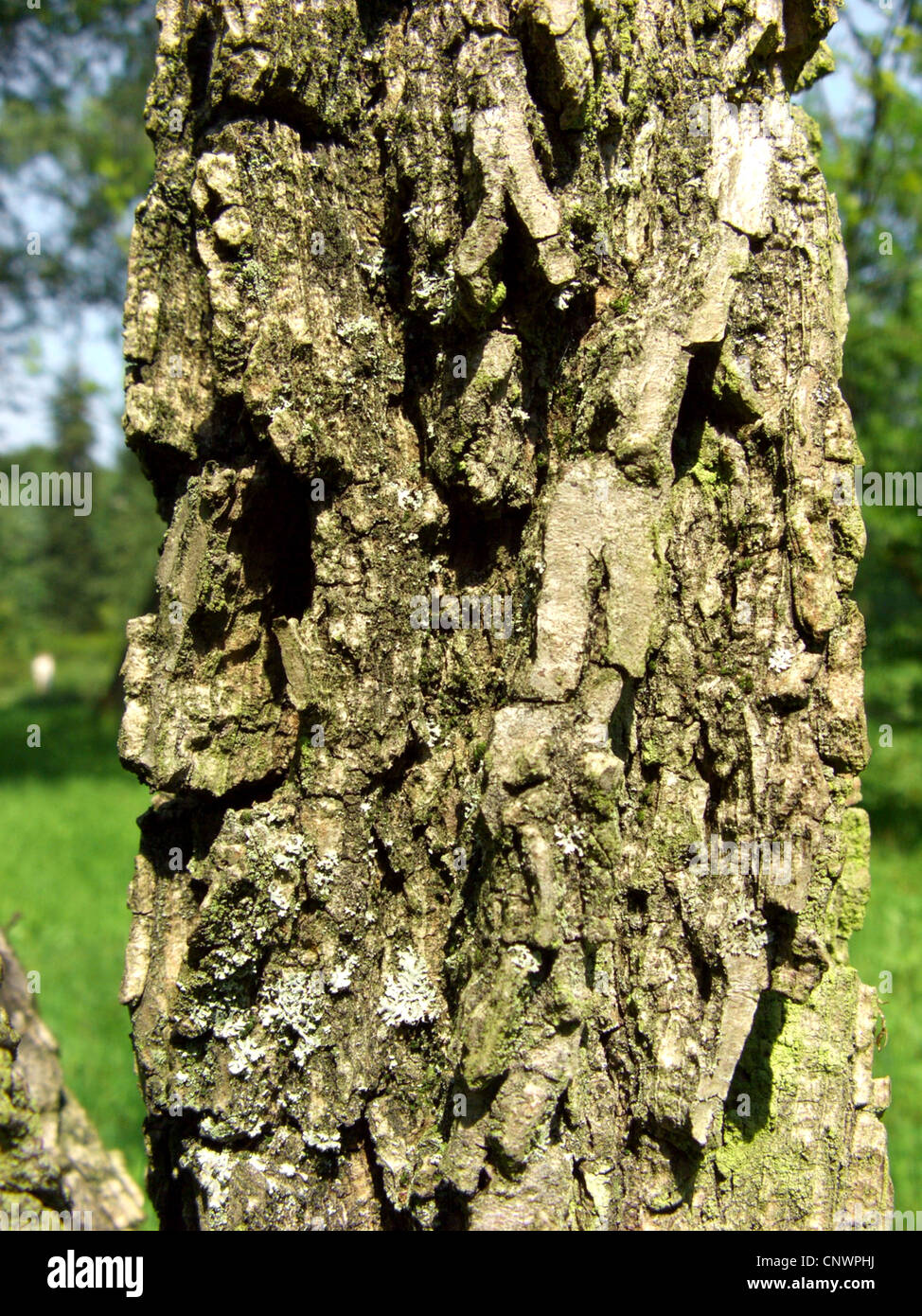 Chestnut-leafed Elm, Multinerved Elm (Ulmus castaneifolia, Ulmus multinervis, Ulmus ferruginea), bark Stock Photo