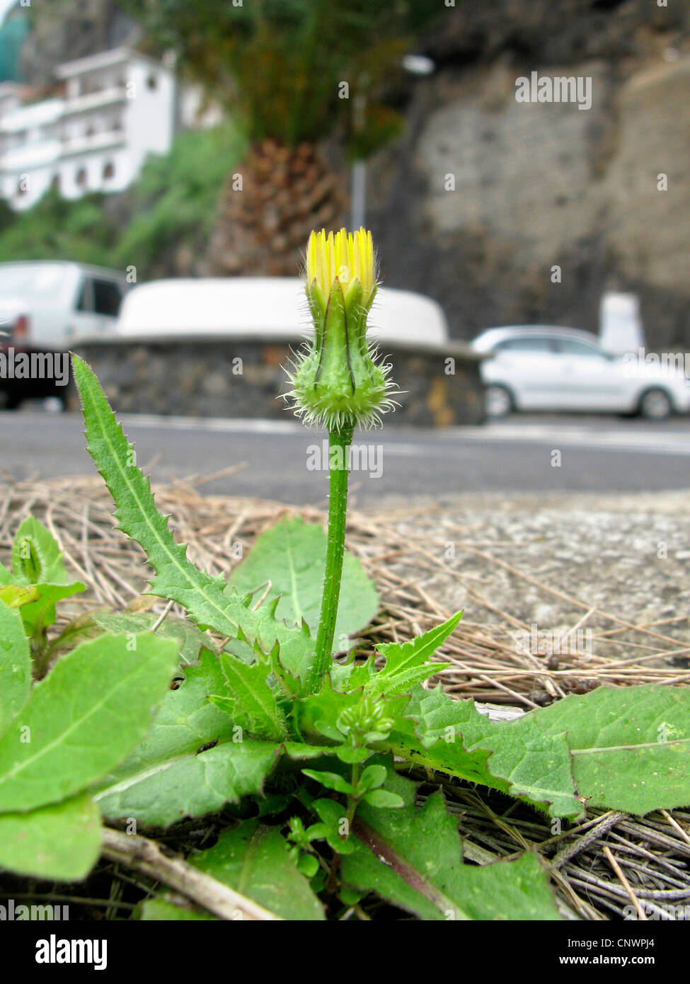 Prickly goldenfleece (Urospermum picroides), blooming at street boarder, Canary Islands, Tenerife Stock Photo