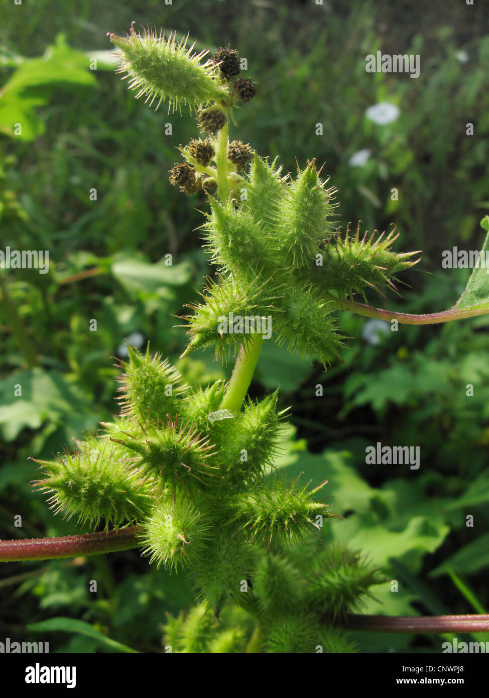 cocklebur, clotbur (Xanthium saccharatum.), fruits, Germany, Rhineland-Palatinate Stock Photo