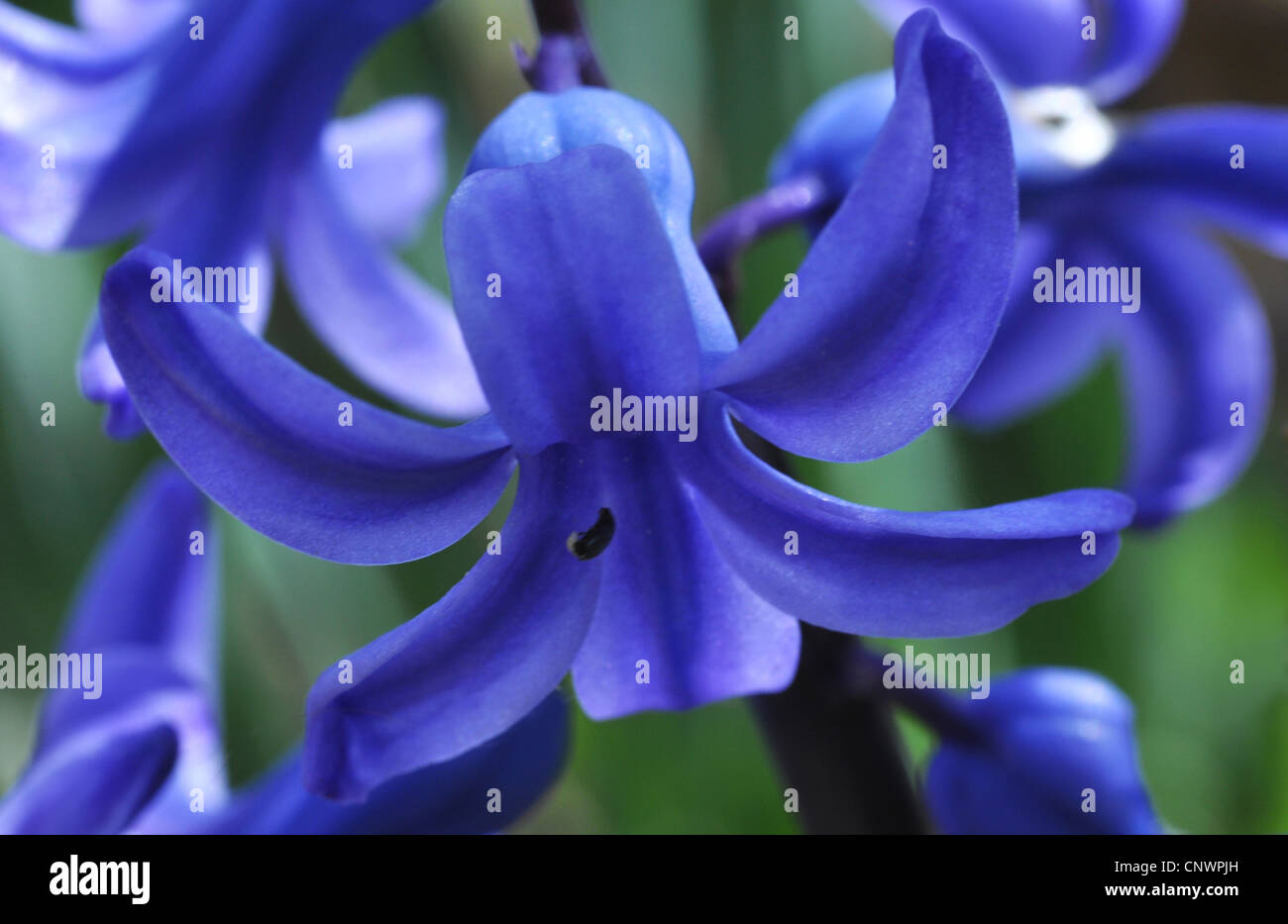 Jacinthe Hyacinthus Orientalis Flower Stock Photo Alamy