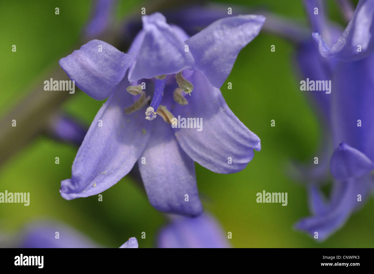 Hybrid Bluebell (Hyacinthoides x massartiana, Hyacinthoides x variabilis, Hyacinthoides hispanica x Hyacinthoides non-scripta), flower Stock Photo