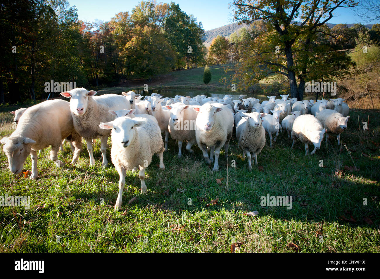 Livestock animals in pasture rural hi-res stock photography and images ...
