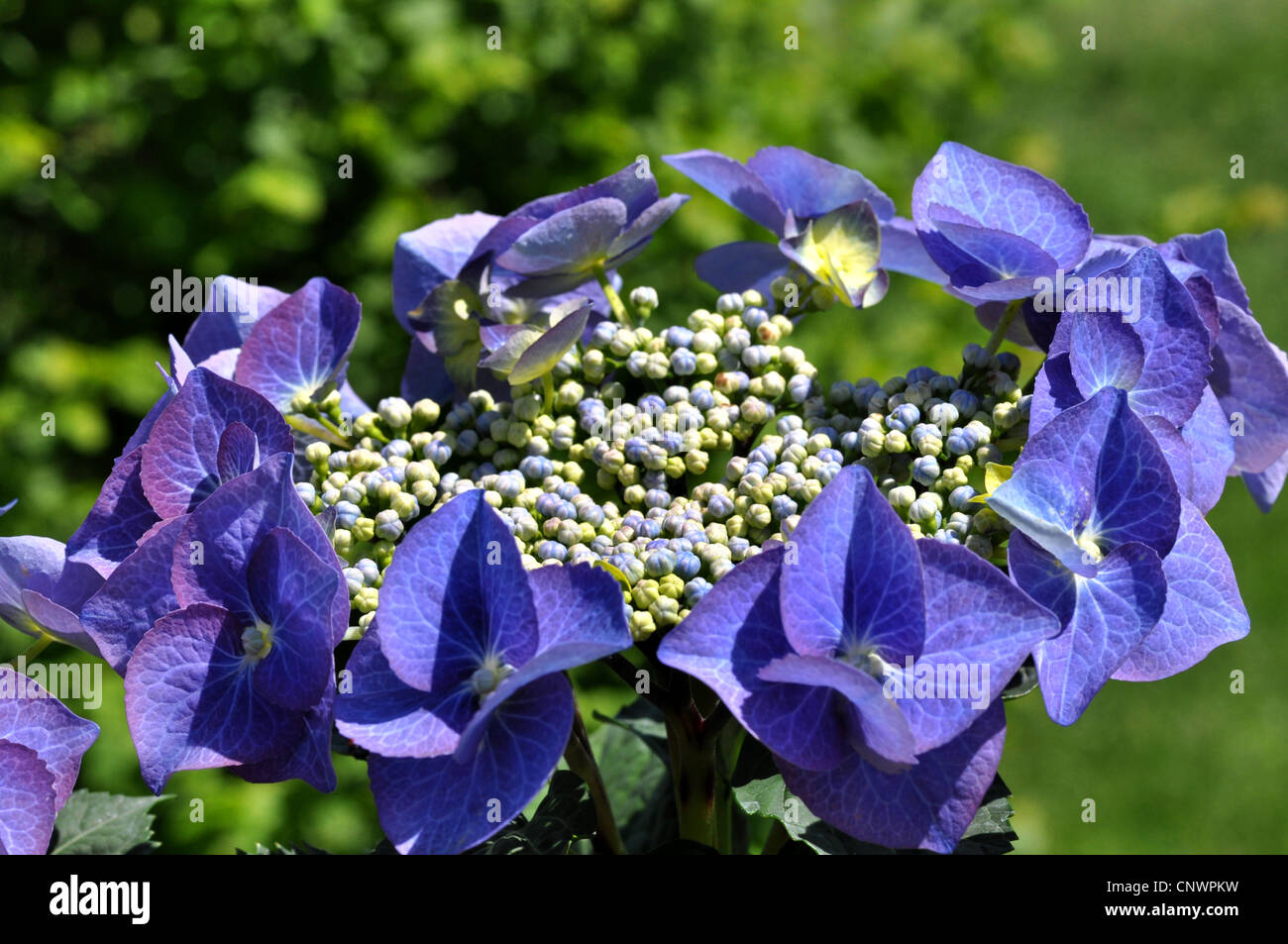 Garden hydrangea, Lace cap hydrangea (Hydrangea macrophylla), blooming ...