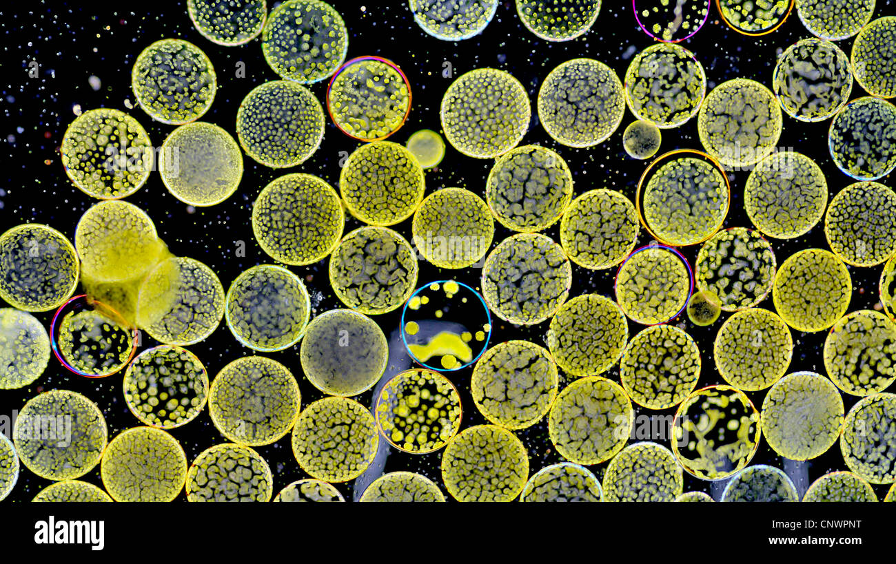 Large, single-celled algae cells of the genus Halosphaera (probably H. viridis). , Norway, Hidra Stock Photo