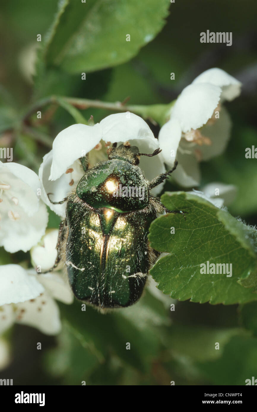 rose chafer (Cetonia aurata), sitting on white flowers full of pollen, Germany Stock Photo