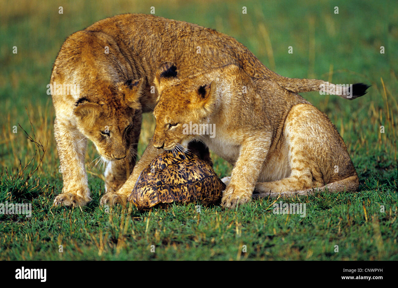 lion (Panthera leo), young lions playing with a turtle Stock Photo