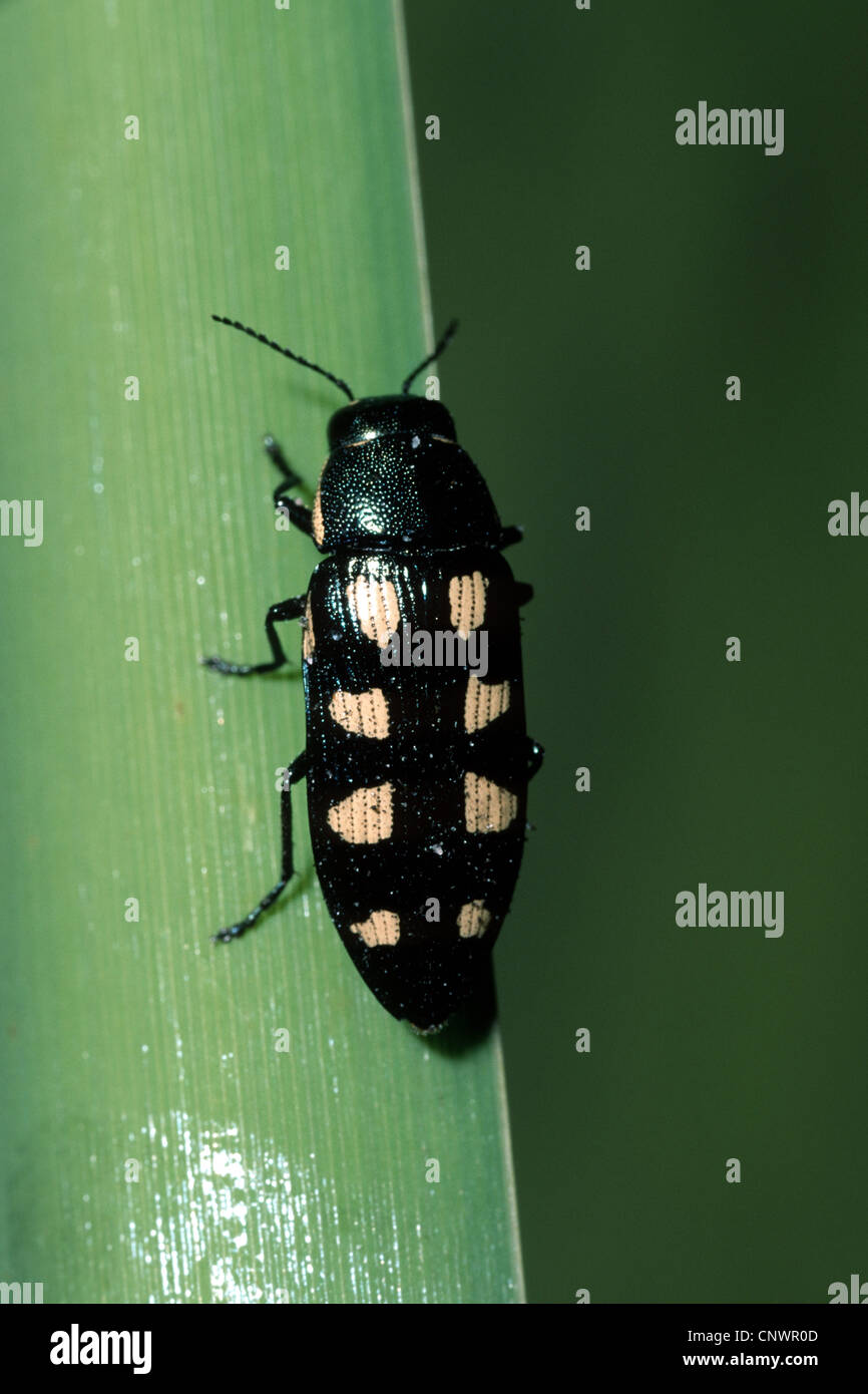 Anthaxia octoguttata (Anthaxia octoguttata, Buprestis octoguttata