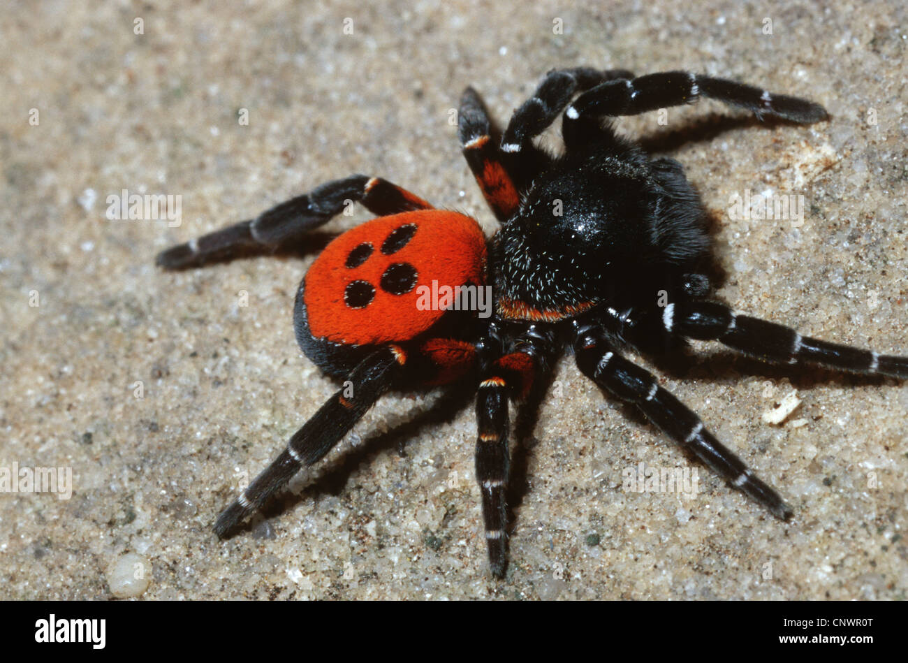 ladybird spider (Eresus niger, Eresus cinnaberinus), walking on sand, Germany Stock Photo