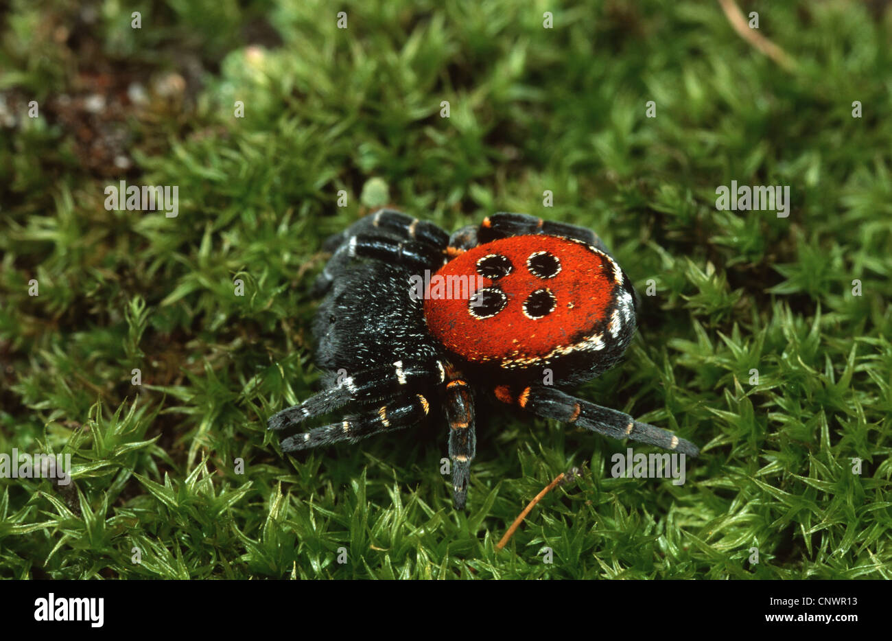 ladybird spider (Eresus niger, Eresus cinnaberinus), walking on moss, Germany Stock Photo