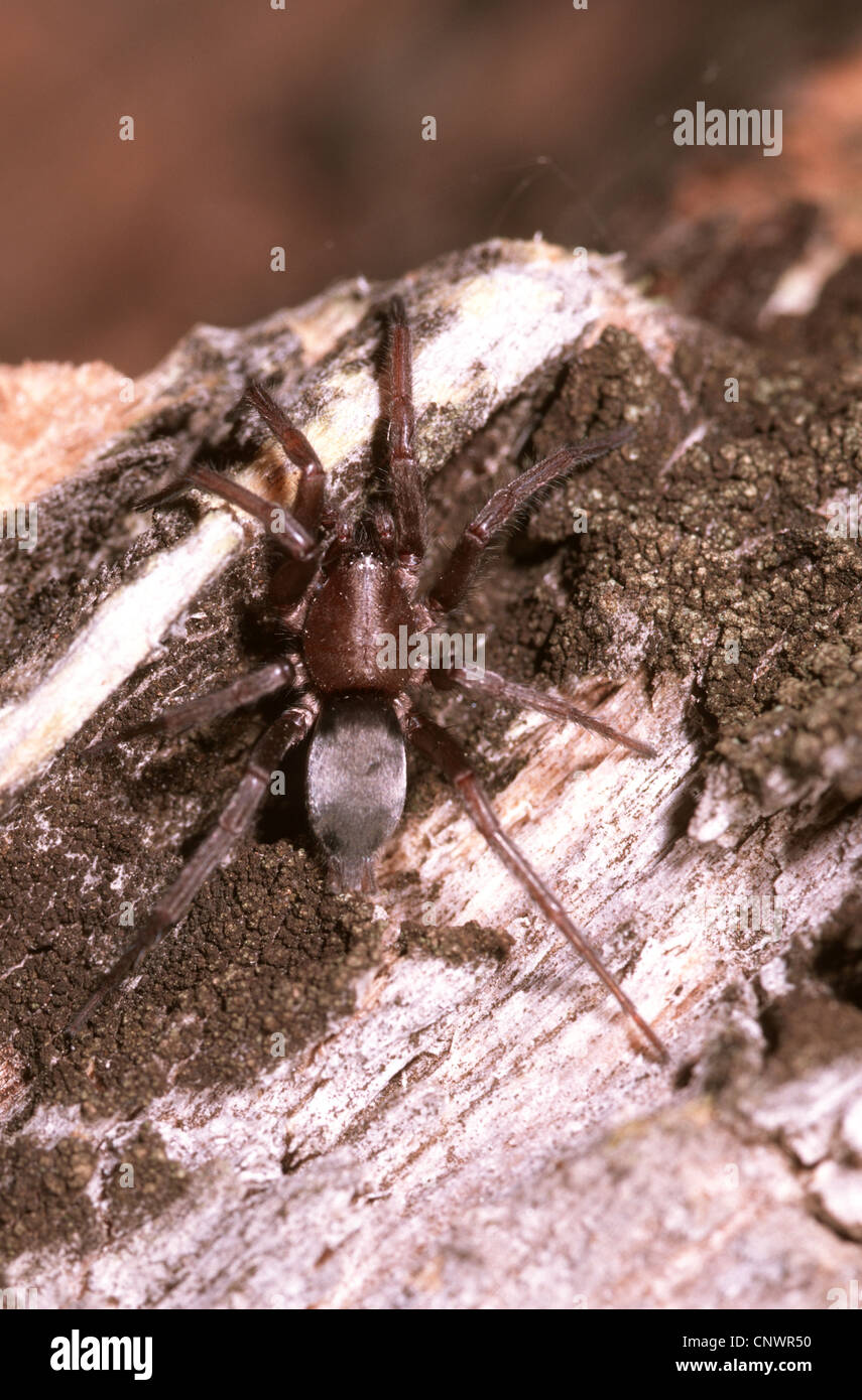 Drassodes lapidosus (Drassodes lapidosus), sitting on wood, Germany Stock Photo