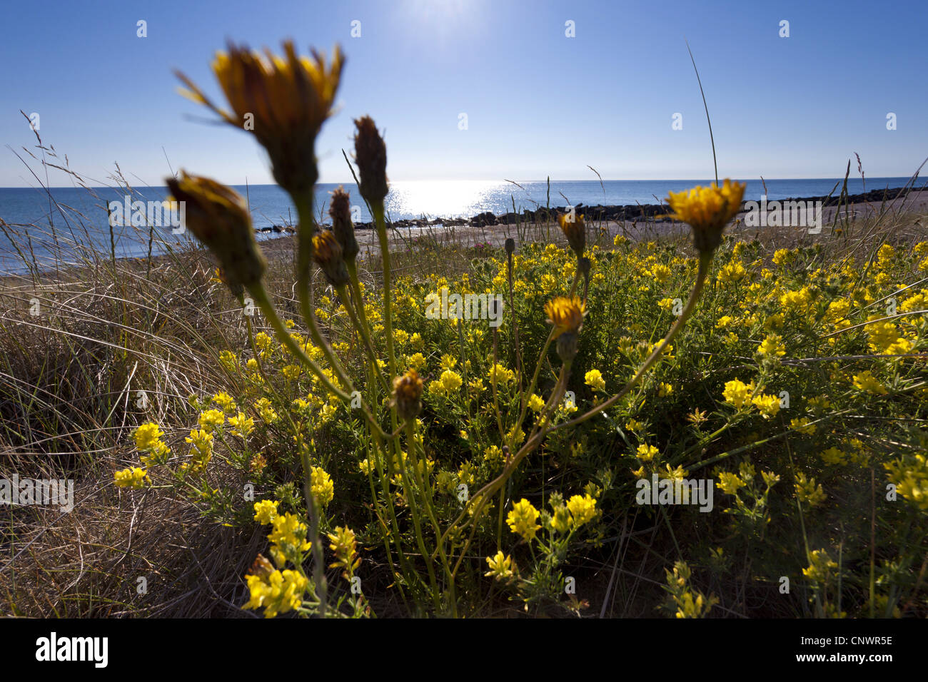 Sickle alfalfa, Sickle medick, Yellow lucerne, Yellow-flowered alfalfa