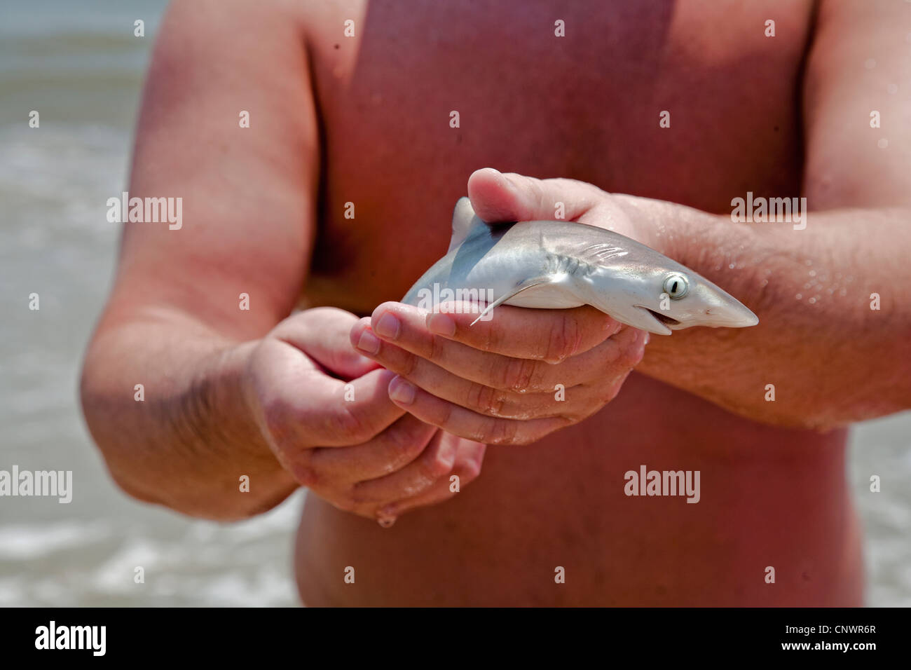 A baby shark is caught by a fisherman in the shallow surf of Florida's east coast Stock Photo